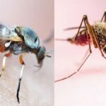 Diferencia entre mosquitos y jejenes