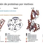 Diferencia entre motivo y dominio en la estructura de las proteínas
