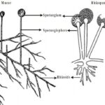Diferencia entre Mucor y Rhizopus