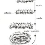 Diferencia entre muda y metamorfosis