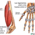 Diferencia entre músculo y tendón