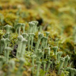 Diferencia entre musgo y líquen