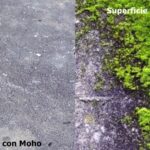 Diferencia entre musgo y moho