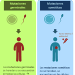 Diferencia entre mutación germinal y somática