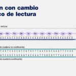 Diferencia entre mutación puntual y mutación por desplazamiento del marco de lectura