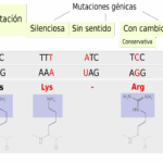 Diferencia entre mutación silenciosa y neutral