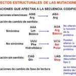 Diferencia entre mutación sinónima y no sinónima