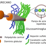 Diferencia entre proteoglicanos y glicosaminoglicanos