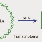 Diferencia entre proteómica y transcriptómica