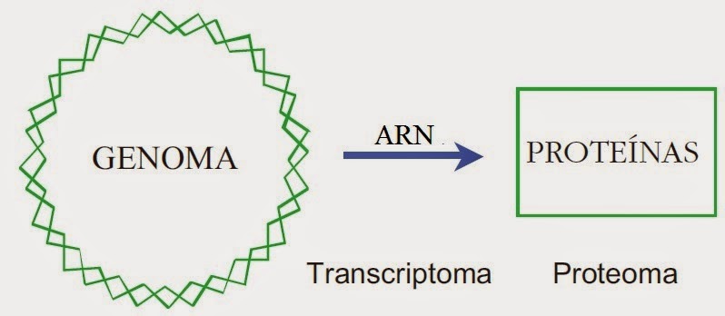 Diferencia entre proteómica y transcriptómica