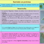 Diferencia entre protistas y hongos