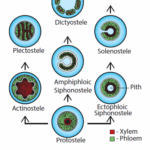 Diferencia entre Protostele y Plectostele