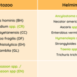 Diferencia entre protozoos y helmintos