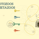 Diferencia entre protozoos y metazoos