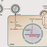 Diferencia entre provirus y retrovirus