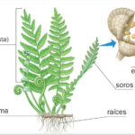 Diferencia entre pteridofitas homosporosas y heterosporosas