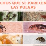 Diferencia entre pulgas y ácaros