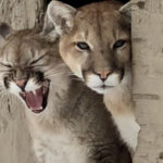 Diferencia entre puma y león de montaña