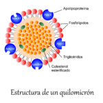 Diferencia entre quilomicrones y micelas