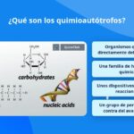 Diferencia entre quimiolitotrofos y quimioautótrofos