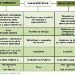 Diferencia entre quimiosíntesis y fotosíntesis
