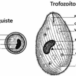 Diferencia entre quiste y trofozoíto