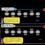 Diferencia entre quitina y celulosa