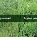 Diferencia entre raigrás anual y perenne