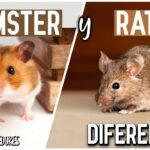 Diferencia entre ratones y hámsteres