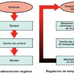 Diferencia entre regulación positiva y regulación negativa