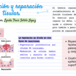 Diferencia entre reparación y regeneración
