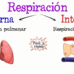 Diferencia entre respiración interna y externa