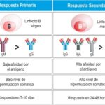Diferencia entre respuesta inmunitaria primaria y secundaria