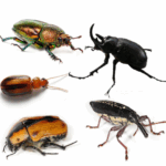 Diferencia entre un insecto y un escarabajo