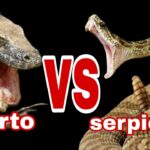 Diferencia entre un lagarto y una serpiente