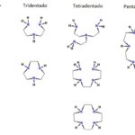 Diferencia entre un ligando ambidentado y un ligando bidentado