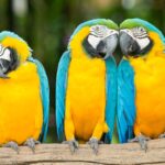 Diferencia entre un loro y un guacamayo