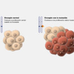 Diferencia entre un oncogén y un protooncogén