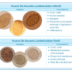 Diferencia entre un óvulo fecundado y uno no fecundado de Ascaris lumbricoides