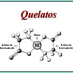 Diferencia entre un quelato metálico y un complejo metálico
