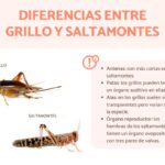 Diferencia entre un saltamontes y un grillo