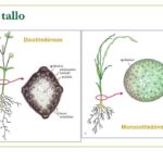 Diferencia entre un tallo monocotiledóneo y un tallo dicotiledóneo