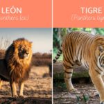 Diferencia entre un tigre un león y un leopardo