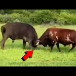 Diferencia entre un toro y un búfalo