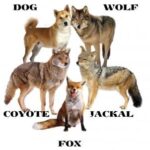 Diferencia entre un zorro y un coyote