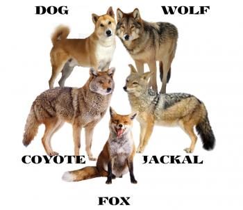 Diferencia entre un zorro y un coyote - PEDIAEXPERTOS