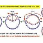 Diferencia entre una bifurcación de replicación y una burbuja de replicación