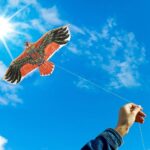 Diferencia entre una cometa y un águila