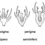 Diferencia entre una flor hipógina y una epigínica