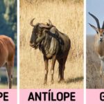 Diferencia entre una gacela y un antílope
